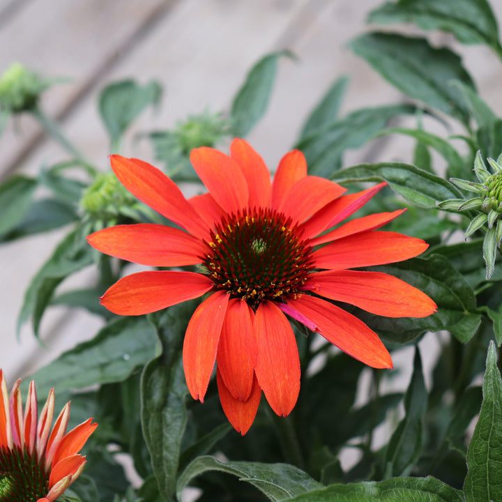 Echinacea x 'Cheyenne Spirit' ~ Cheyenne Spirit Echinacea, Coneflower