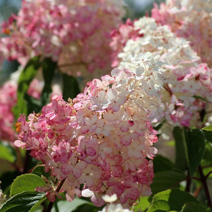 Hydrangea paniculata 'Rensun' PP 25,438 ~ First Editions® Strawberry Sundae® Hydrangea