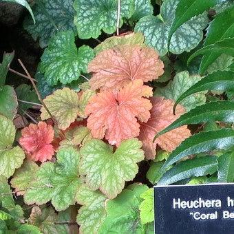 Heuchera villosa 'Georgia Peach' ~ Georgia Peach Coral Bells