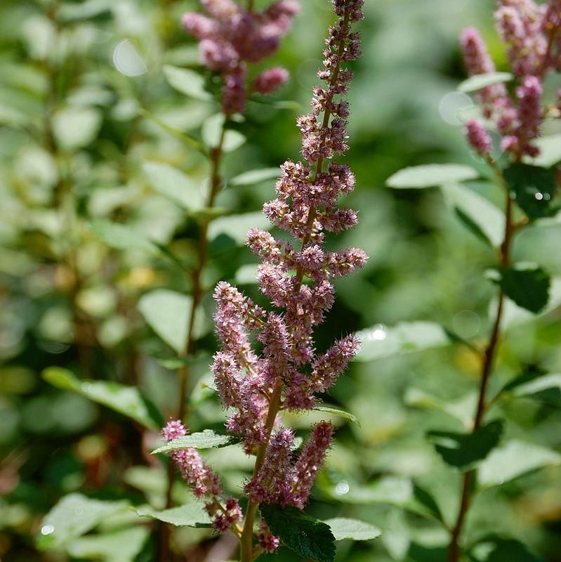 Spiraea tomentosa ~ Steeplebush