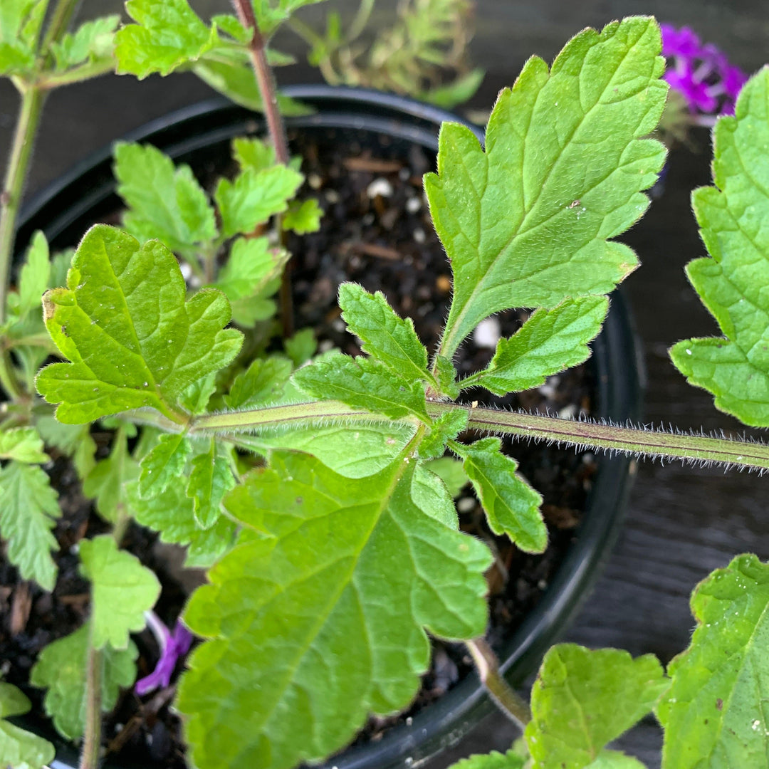 Verbena canadensis 'Homestead Purple' ~ Purple Spreader™ Garden Verbena