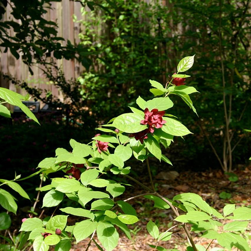 Calycanthus x raulstonii 'Vino Hartlage' ~ Arbusto dulce de vino Hartlage