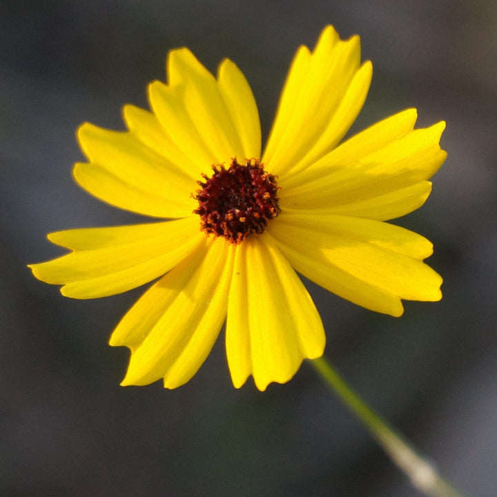 Coreopsis palustris 'Summer Sunshine' ~ Summer Sunshine Tickseed, Coreopsis