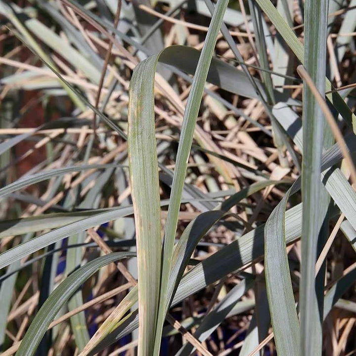 Elymus arenarius 'Blue Dune' ~ Blue Dune Lyme Grass