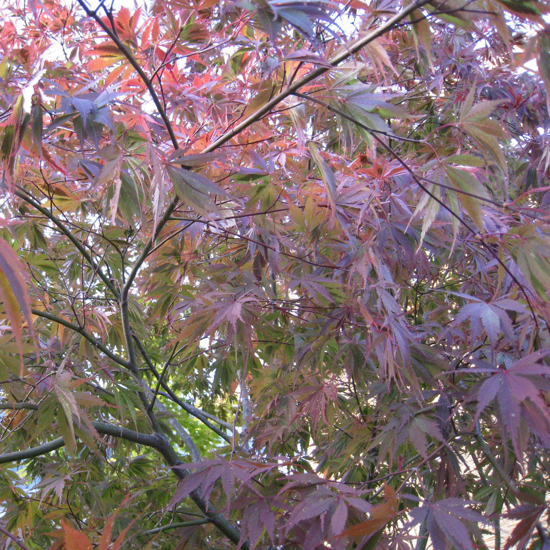 Acer palmatum var dissectum 'Burgundy Lace' ~ Burgundy Lace Japanese Maple