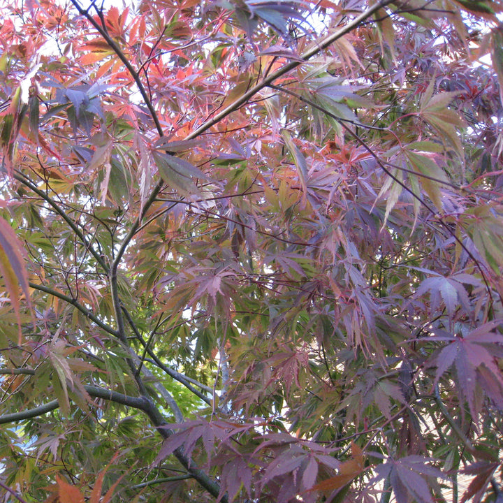 Acer palmatum var dissectum 'Burgundy Lace' ~ Burgundy Lace Japanese Maple