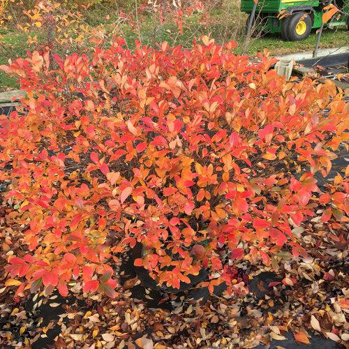 Aronia melanocarpa 'UCONNAM165' ~ PW® Low Scape Mound® Aronia 