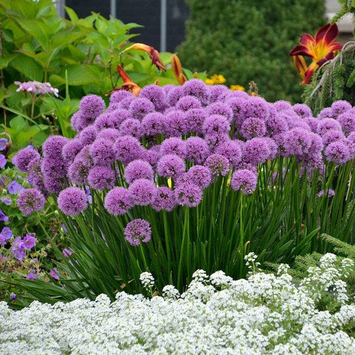 Allium 'Millenium' ~ Millenium Ornamental Onion