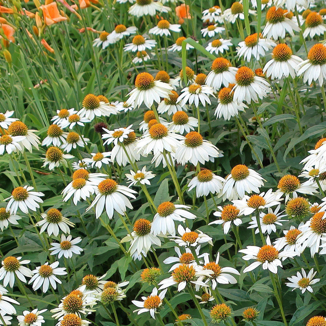 Echinacea purpurea 'PowWow White' ~ PowWow® White Echinacea, Coneflower