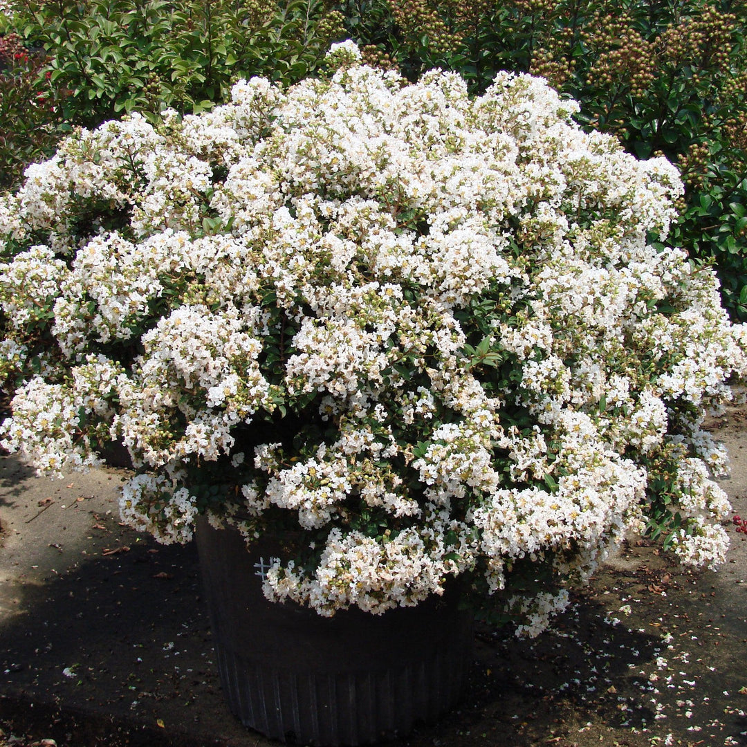 Lagerstroemia 'PIILAG-I' PP#23,168 ~ Mirto enano Diamond Dazzle™