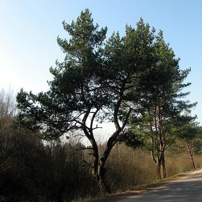 Pinus sylvestris ~ Scotch Pine