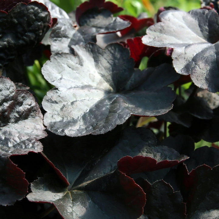 Heuchera 'Obsidian' ~ Obsidian Coral Bells