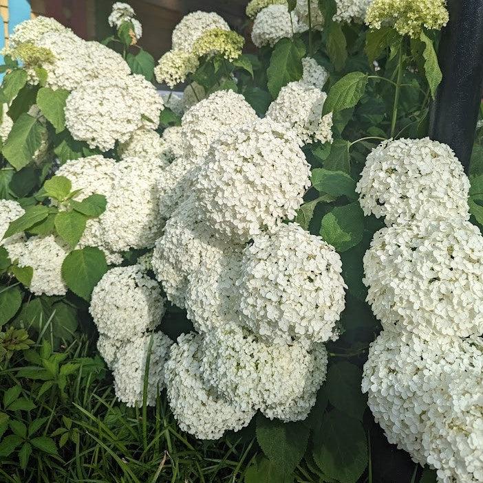 Hydrangea arborescens 'Annabelle' ~ Mophead Hydrangea, Annabelle Hydrangea