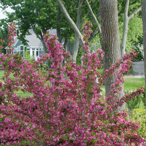 Weigela florida 'Bokrasopin' ~ Sonic Bloom® Pink Weigela