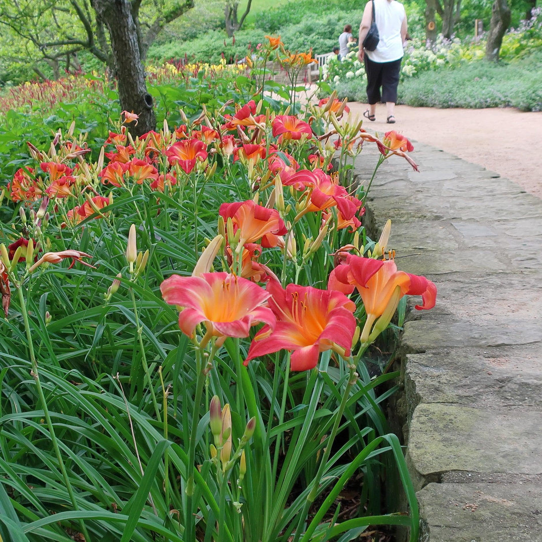 Hemerocallis 'Cherry Cheeks' ~ Cherry Cheeks Daylily