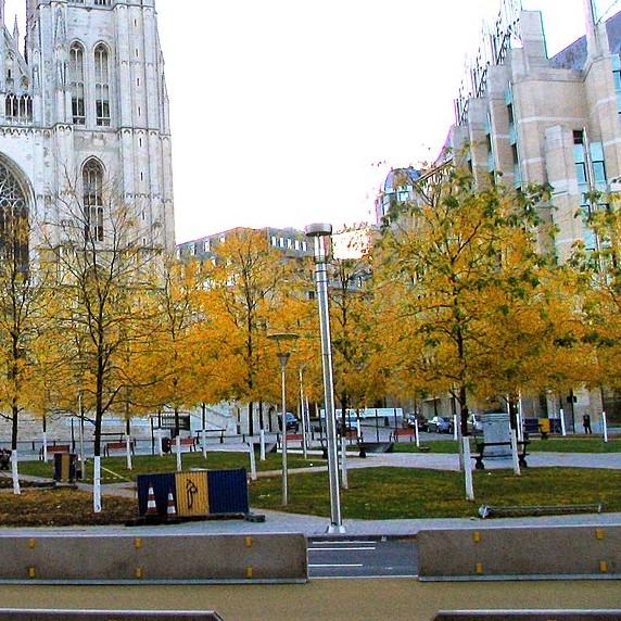 Gleditsia triacanthos inermis 'Skycole' ~ Skyline Honeylocust