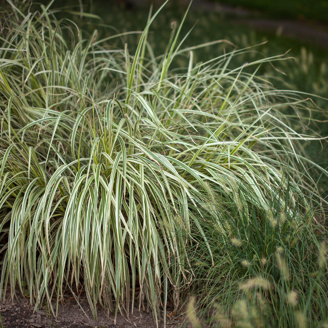 Carex oshimensis 'Feather Falls' ~ Feather Falls Sedge