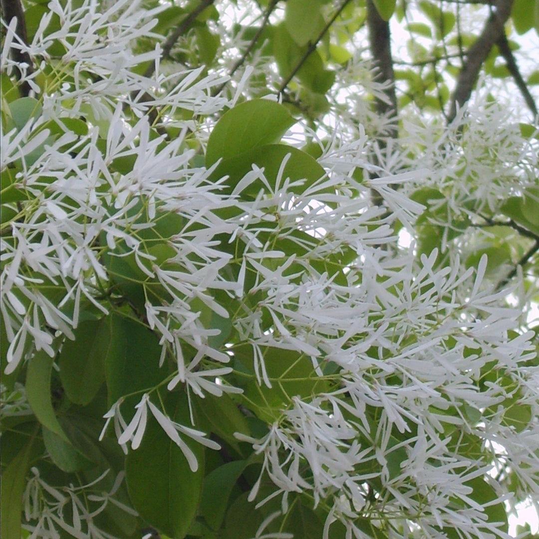 Chionanthus retusus ~ Chinese Fringe Tree