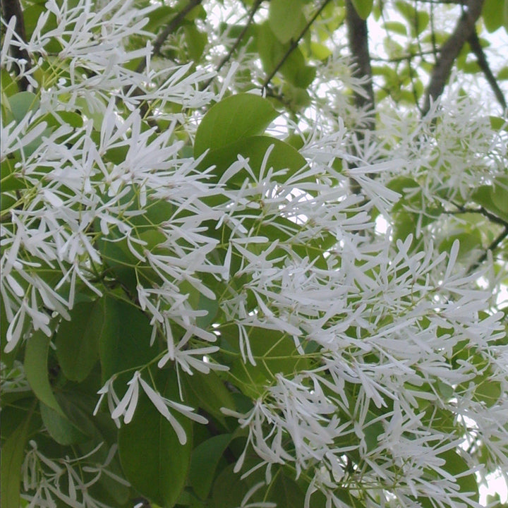 Chionanthus retusus ~ Chinese Fringe Tree