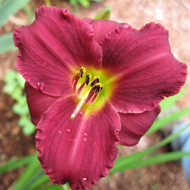 Hemerocallis 'Pardon Me' ~ Pardon Me Daylily