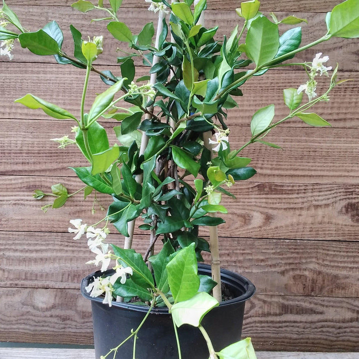 Trachelospermum jasminoides ~ Confederate Jasmine, Star Jasmine