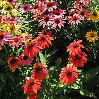 Echinacea 'Balsomcor' ~ Sombrero Poco™ Hot Coral Coneflower