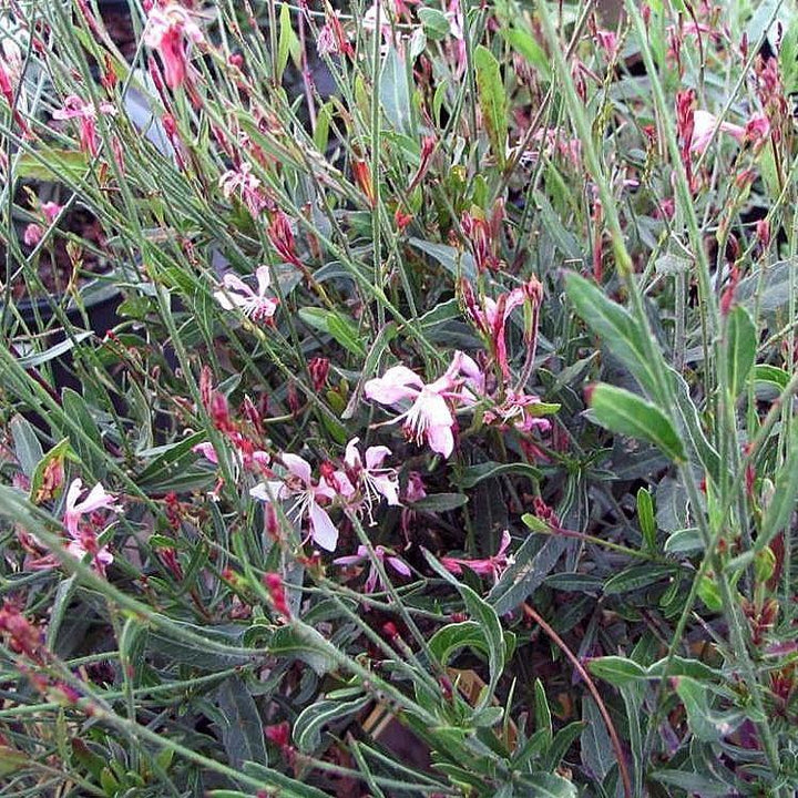 Gaura lindheimeri 'Siskiyou Pink' ~ Siskiyou Pink Gaura