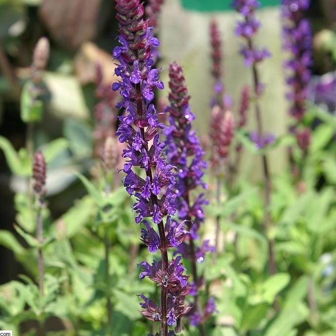 Salvia nemorosa 'Caradonna' ~ Caradonna Meadow Sage