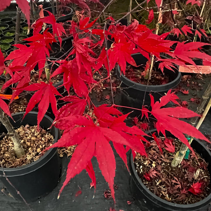 Acer palmatum 'Moonfire' ~ Moonfire Japanese Maple