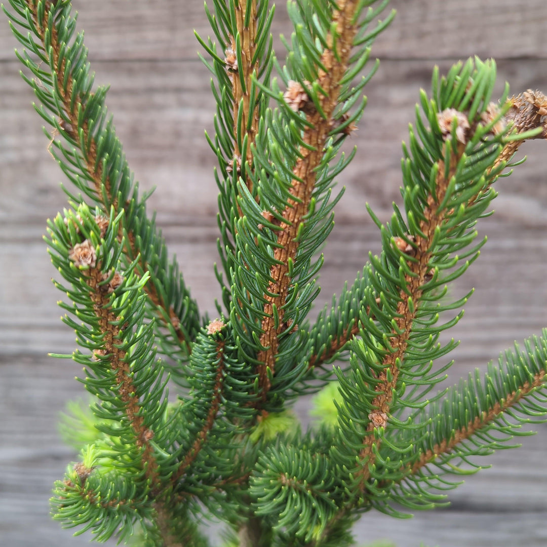 Picea abies 'Cupressina' ~ Columnar Norway Spruce, Fastigate Norway Spruce