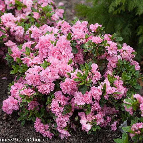 Rhododendron x 'RLH1-2P8' ~ Bloom-A-Thon® Pink Double Reblooming Azalea