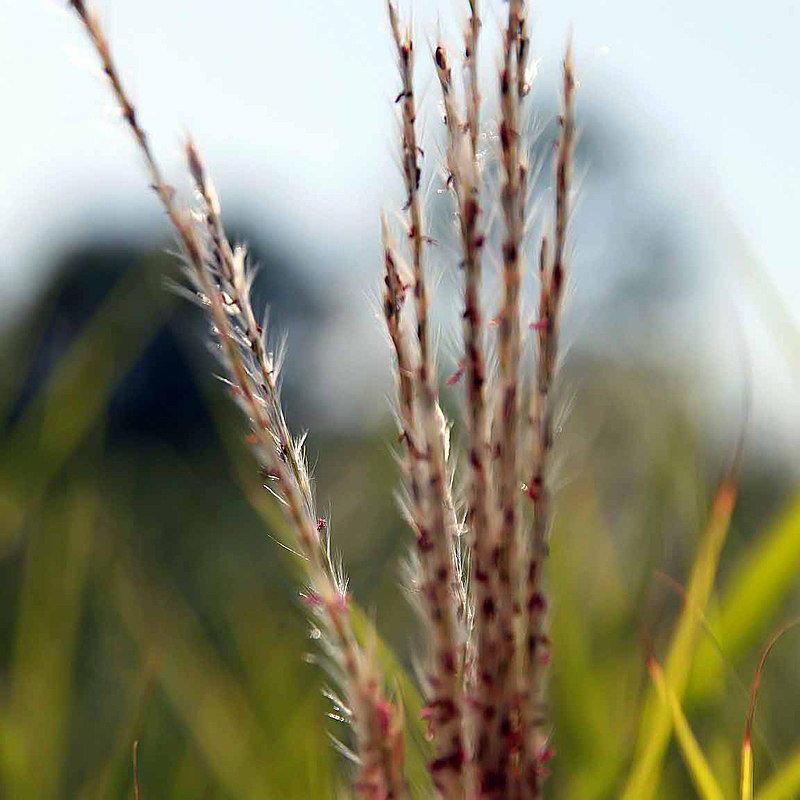 Miscanthus sinensis 'Purpurascens' ~ Flame Grass