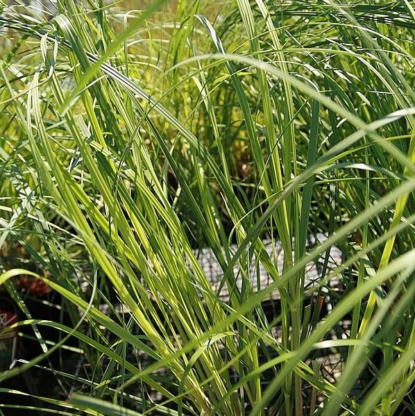 Cortaderia selloana 'Andes Silver' ~ Andes Silver Pampas Grass