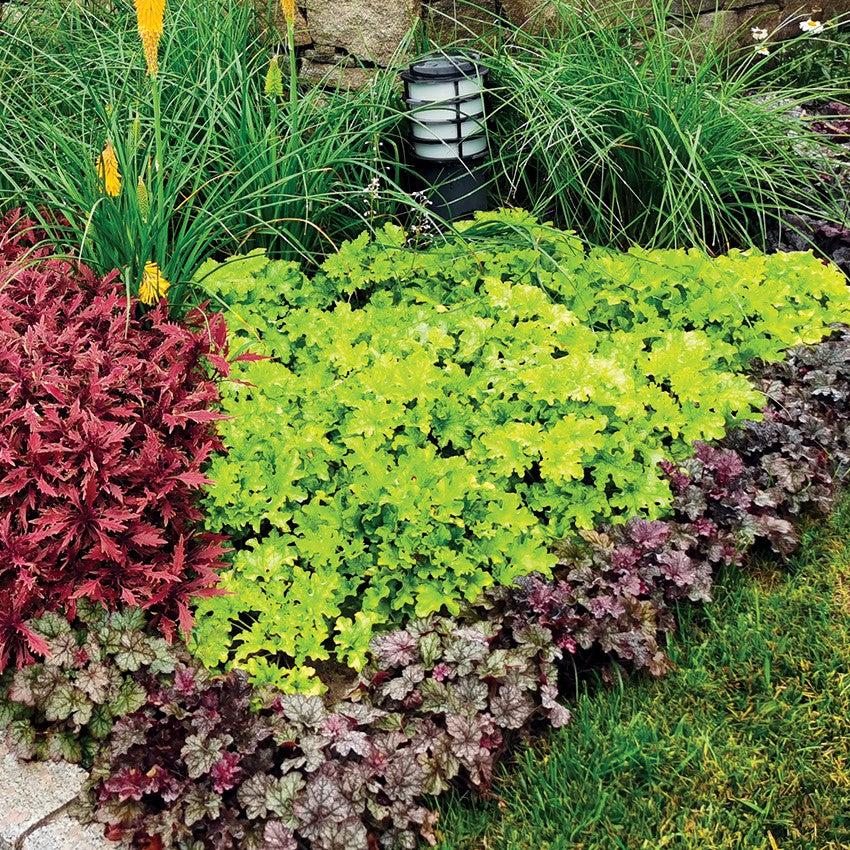 Heuchera ‘Lime Marmalade’ ~ Lime Marmalade Heuchera