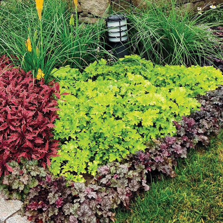 Heuchera ‘Lime Marmalade’ ~ Lime Marmalade Heuchera