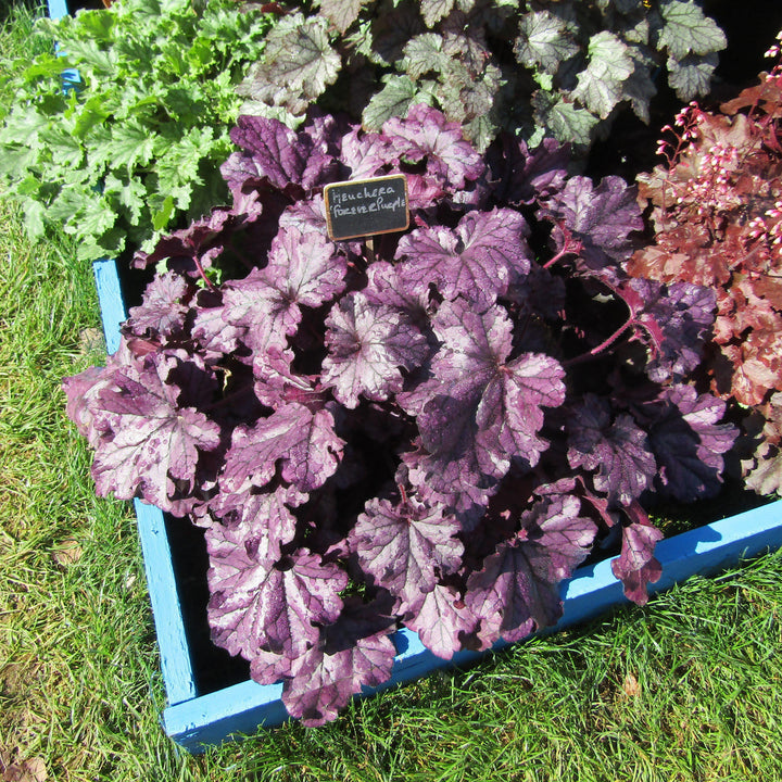 Heuchera x 'TNHEUFP' ~ Forever® Purple Coral Bells