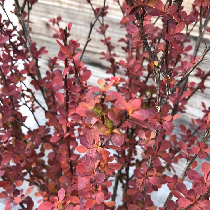 Berberis thunbergii f. atropurpurea 'Orange Rocket' ~ Orange Rocket Barberry