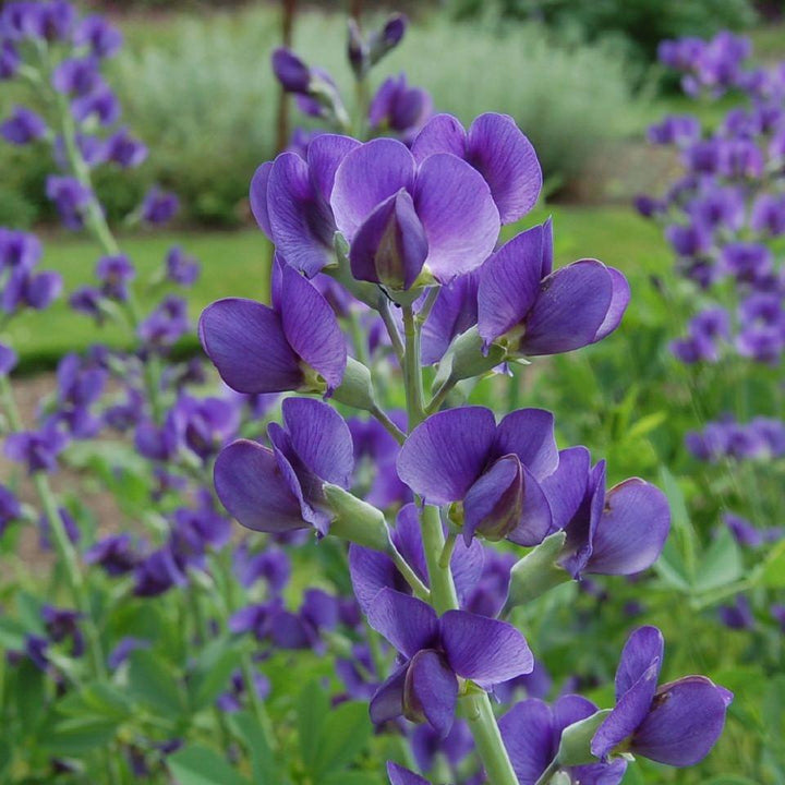 Baptisia australis ~ Blue False Indigo