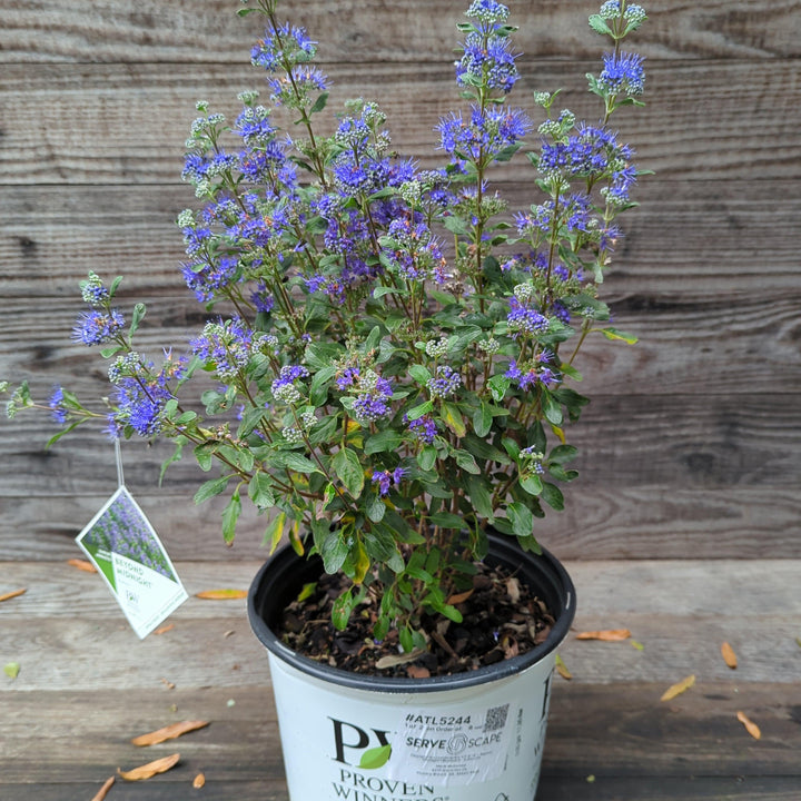 Caryopteris x clandonensis 'CT-9-12' ~ Más allá de la medianoche® Barba Azul