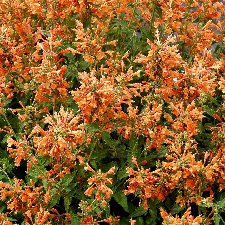 Agastache 'TNAGAPO' ~ Poquito™ Orange Hyssop