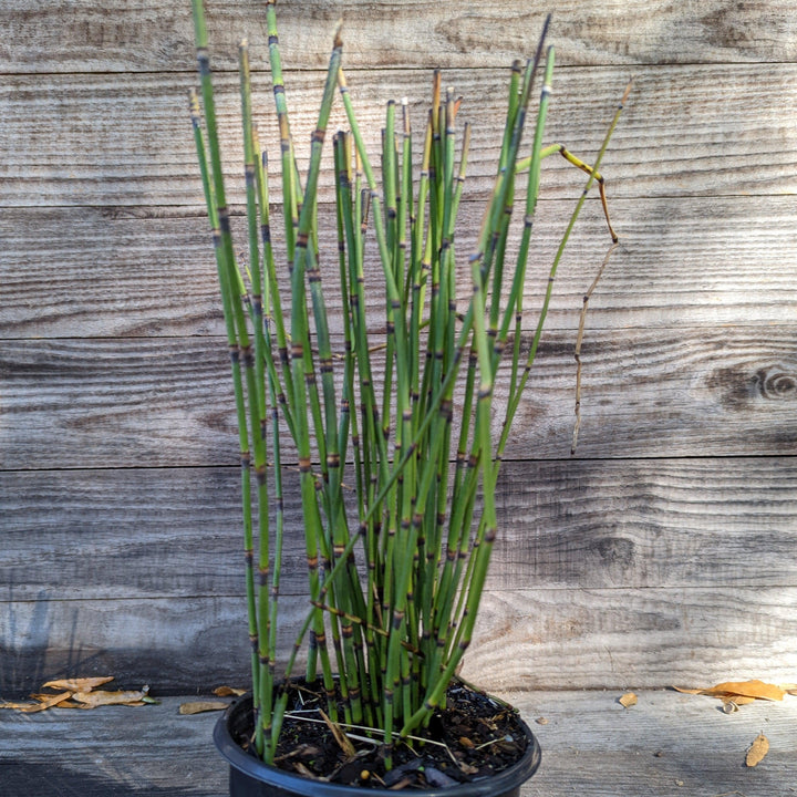 Equisetum hyemale ~ Cola de caballo áspera, junco fregador