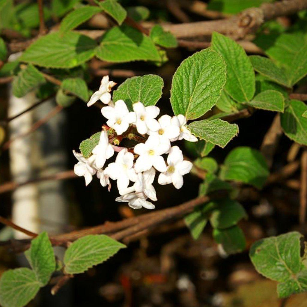 Viburnum juddii ~ Judd Viburnum