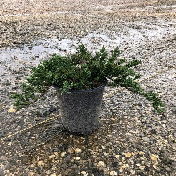 Juniperus horizontalis 'Wiltonii' ~ Blue Rug Juniper