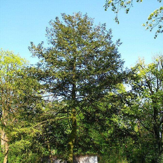 Tsuga canadensis ~ Cicuta canadiense