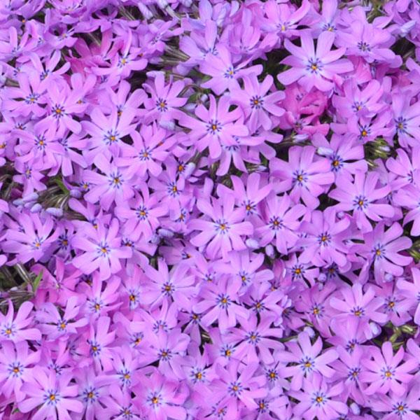 Phlox 'Bedazzled Pink' PP32063 ~ Bedazzled Pink Phlox