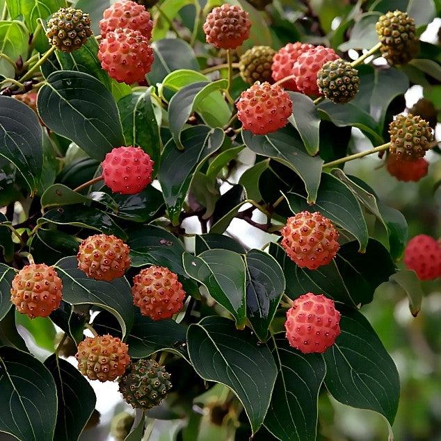 Cornus kousa var. chinensis 'Vía Láctea' ~ Cornejo chino de la Vía Láctea