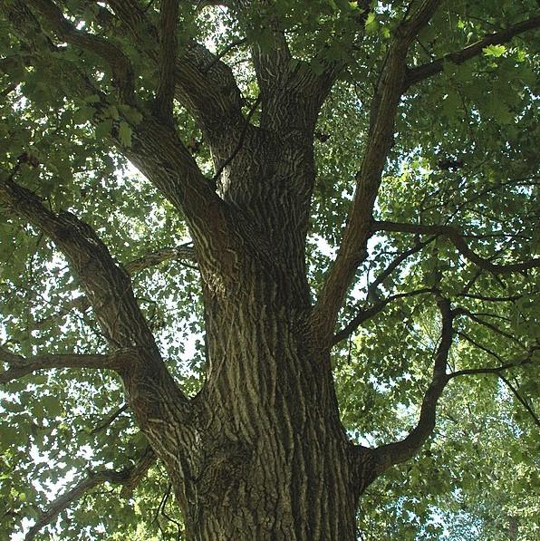 Quercus rubra ~ Northern Red Oak