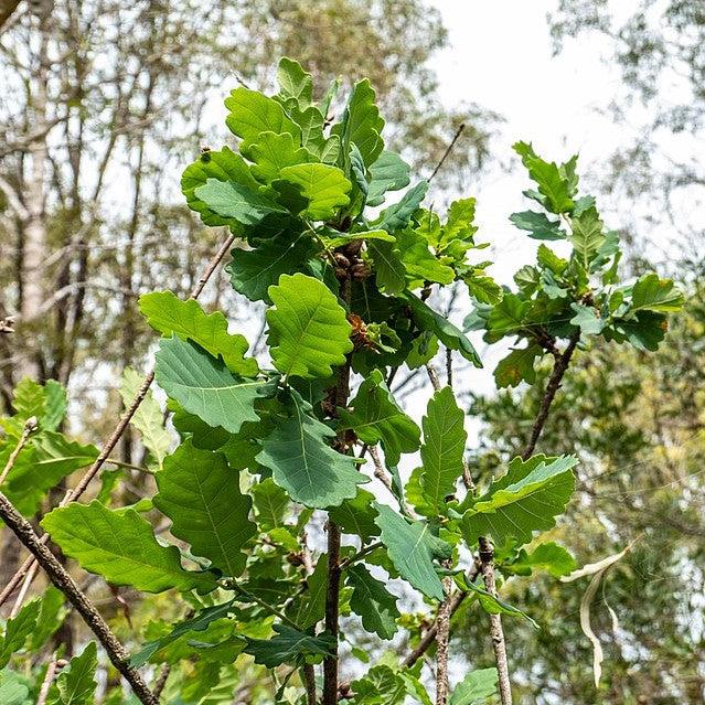 Quercus robur x bicolor ‘Long’ ~ Regal Prince® Oak