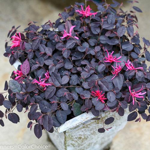 Loropetalum chinense 'Beni Hime' ~ Jazz Hands Mini® Flor con flecos