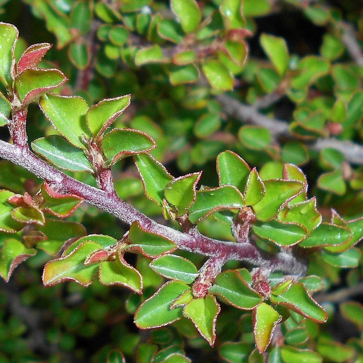 Cotoneaster adpressus 'Little Gem' ~ Tom Thumb Cottoneaster